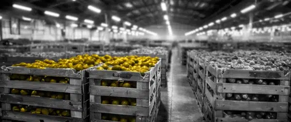 Black and white photo of produce in the warehouse. Kiwis colored yellow.