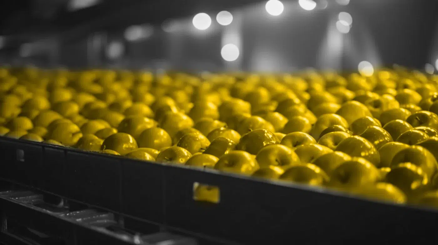 Black and white photo of produce in the warehouse. Apples colored yellow.