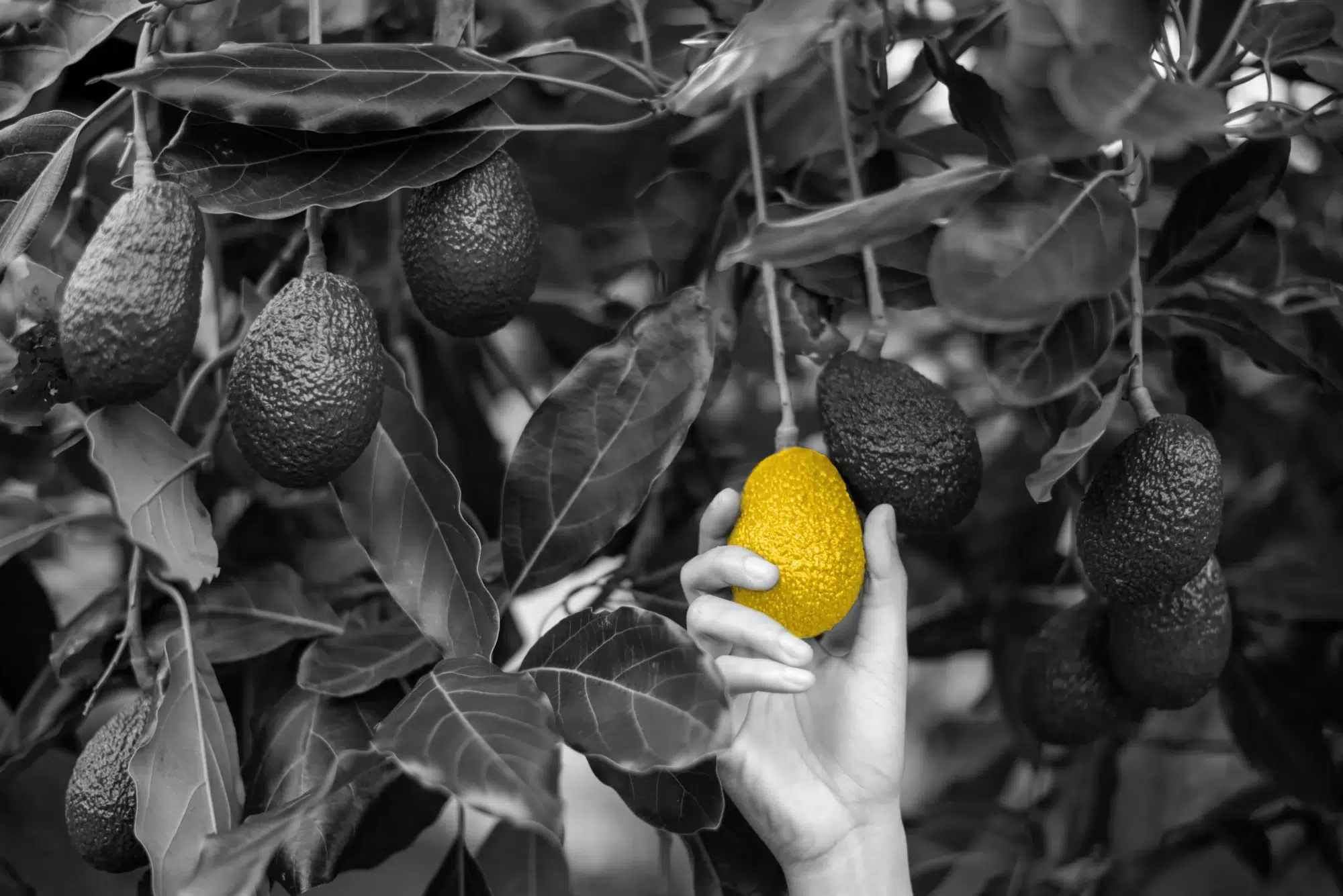 Black an white photo of a hand picking avocadoes. One avocado colored yellow.